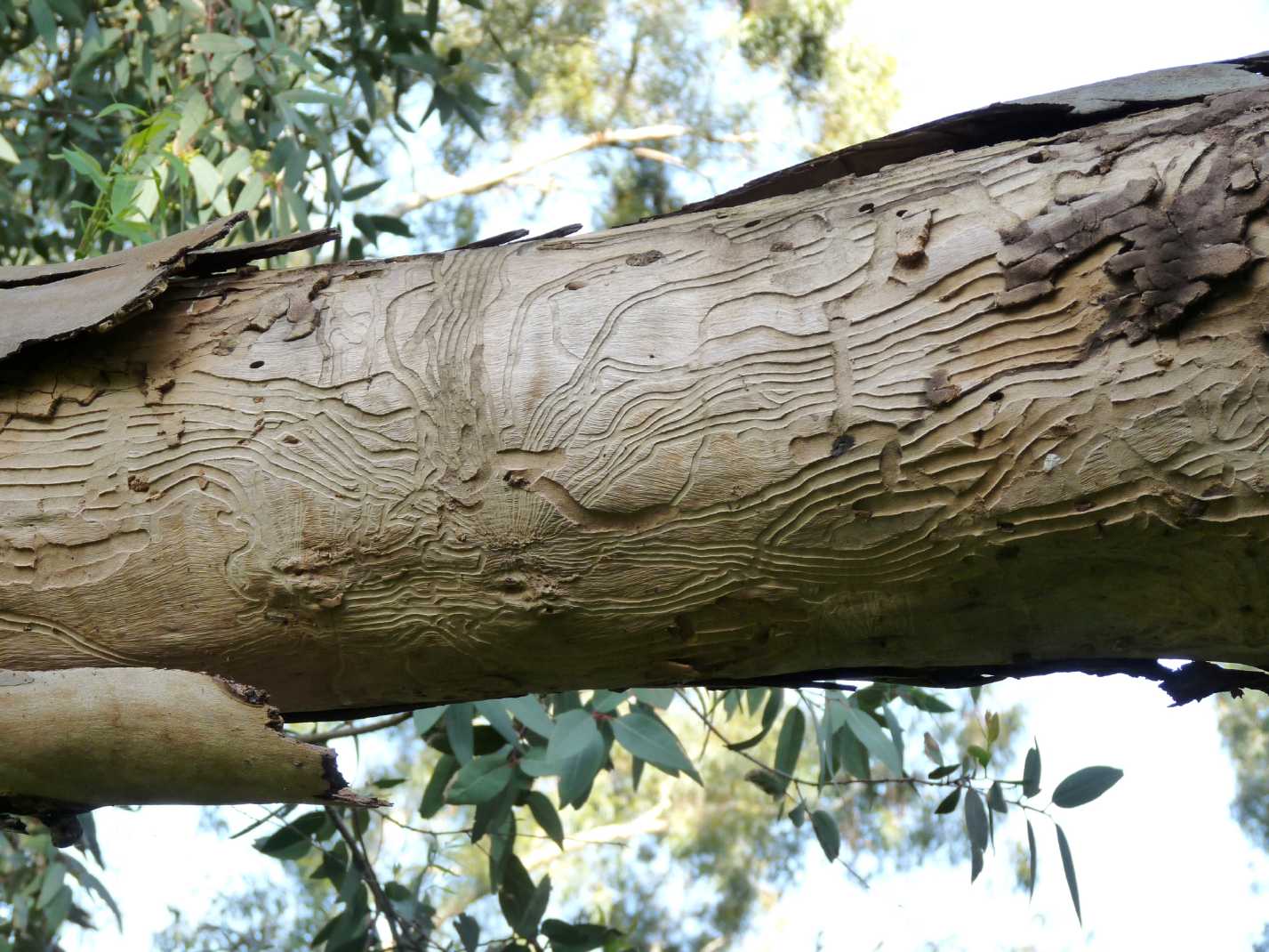 Effetti del mangiare il legno (gallerie larve Cerambycidae)